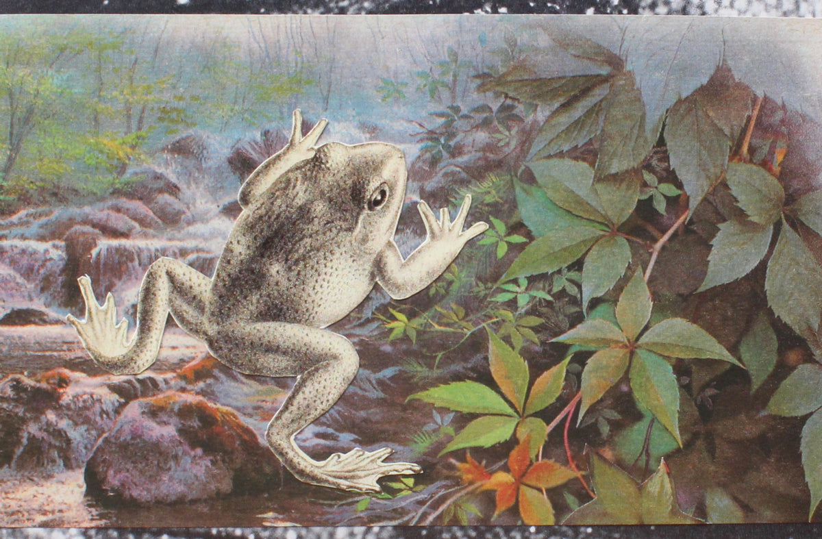 frog #2: קולאז' בעבודת יד