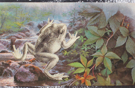 frog #2: קולאז' בעבודת יד