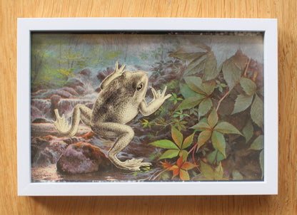 frog #2