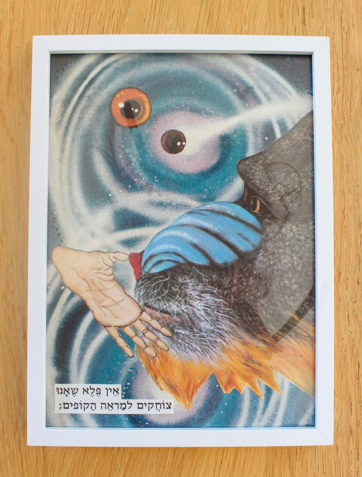 mandrill #1